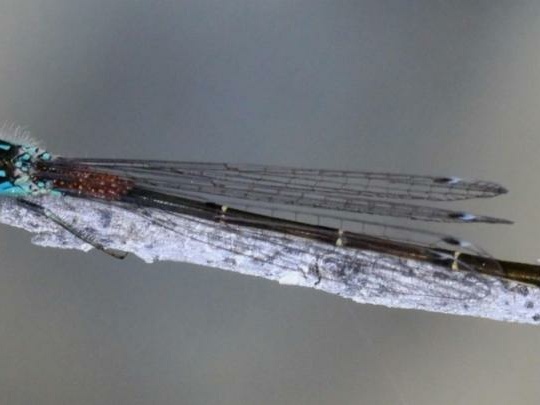 Ischnura elegans mâle.