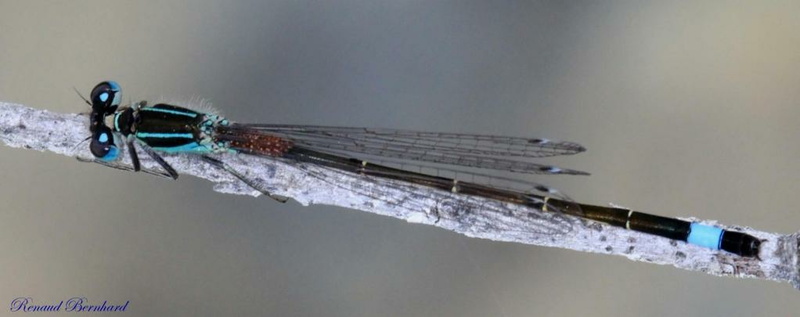 Ischnura elegans mâle..jpg