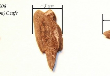 Megacrania phelaus psg 298 / CLP214