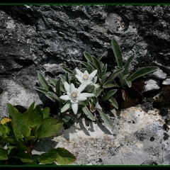 edelweiss 1
