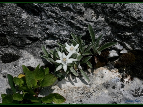 edelweiss 1