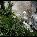 edelweiss 2