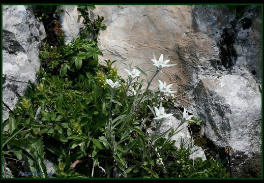 edelweiss 2