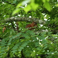Sciurus vulgaris (écureuil roux)..