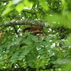 Sciurus vulgaris (écureuil roux).