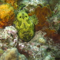 Antennarius multiocellatus (poisson crapeau)