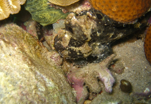Antennarius multiocellatus (poisson crapeau).
