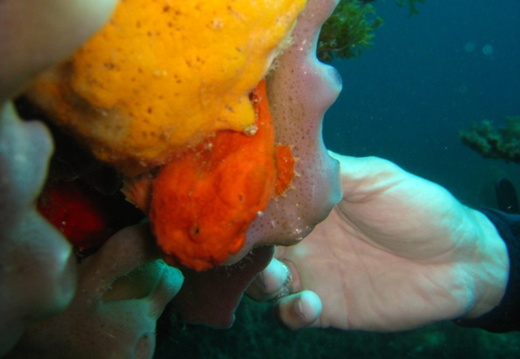 Antennarius multiocellatus (poisson crapeau)