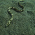 Myrichthys ocellatus (murène serpentine)