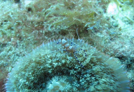 Periclimenes yucatanicus (petite crevette).