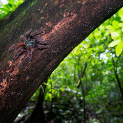 Avicularia versicolor.