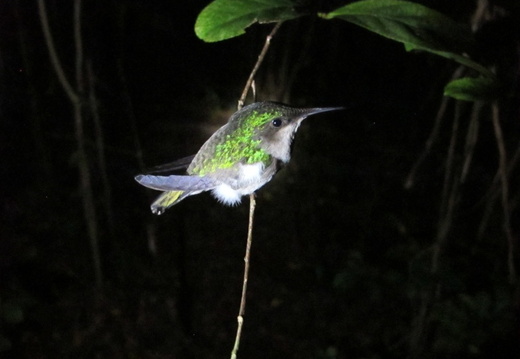 Eulampis sp (colibri).
