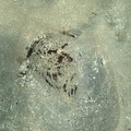 Meoma ventricosa (oursin rouge)