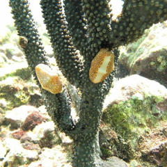 Cyphoma gibbosum.