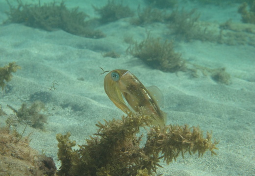 Sepioteuthis sepioidea (calamar de récif)