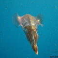 Sepioteuthis sepioidea (calamar de récif)