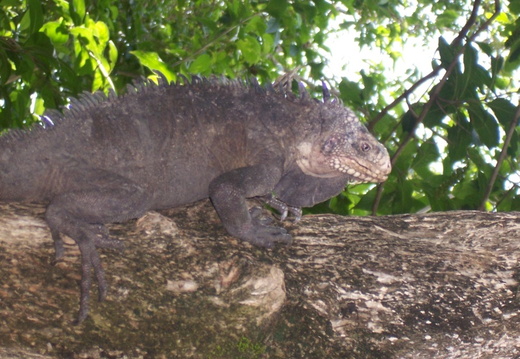 Iguana delicatissima (iguane antillais)