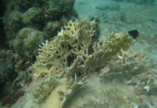 Millepora alcicornis (corail de feu)