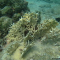 Millepora alcicornis (corail de feu).jpg