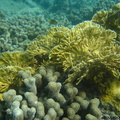 Millepora alcicornis (corail de feu).