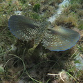 Dactylopterus volitans adulte (poisson poule)..