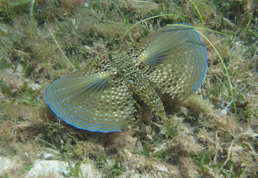 Dactylopterus volitans adulte (poisson poule).