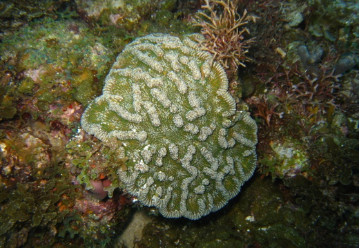 Mycetophyllia lamarckiana (corail cactus)