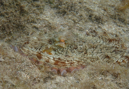Octopus vulgaris (poulpe)
