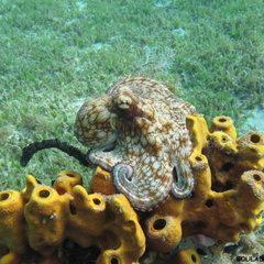 Octopus vulgaris (poulpe).