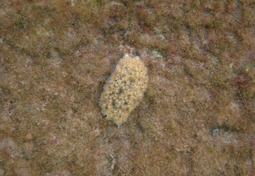 Elysia crispata (liimace de mer frisée)