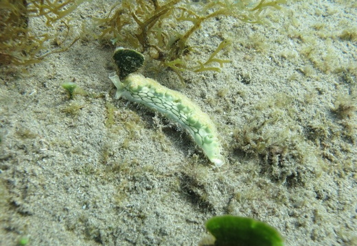 Elysia crispata (liimace de mer frisée).