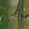 Anolis cybotes cybotes (adulte)