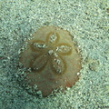Clypeaster subdepressus (oursin dollar des sable)