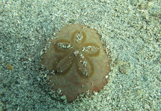 Clypeaster subdepressus (oursin dollar des sable)