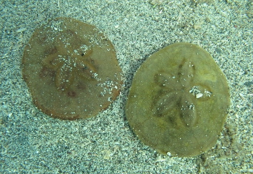 Clypeaster subdepressus (oursin dollar des sable).