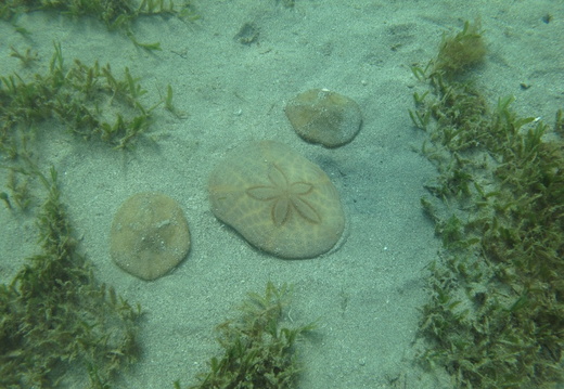 Clypeaster subdepressus (oursin dollar des sable)..