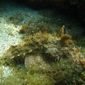 Scorpaena plumieri (poisson scorpion).