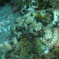 Scorpaena plumieri (poisson scorpion)