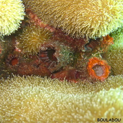 Polycarpa spongiabilis (tunicier).