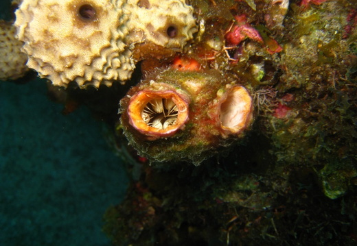 Polycarpa spongiabilis (tunicier)
