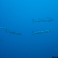 Sphyraena barracuda (barracuda)..