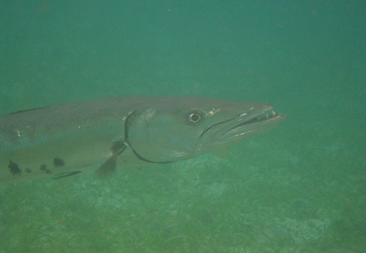 Sphyraena barracuda (barracuda).