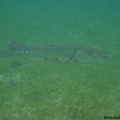 Sphyraena barracuda (barracuda).jpg