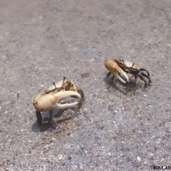Uca rapax (crabe violoniste).