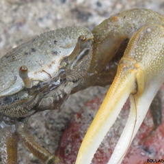 Uca rapax (crabe violoniste)..