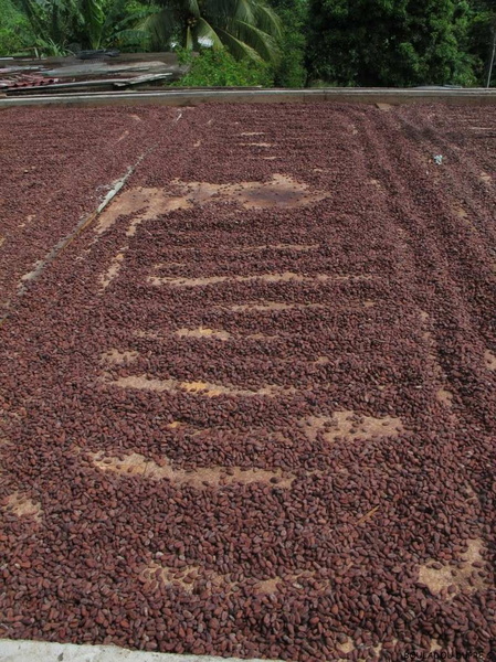 Séchage des fèves de cacao.jpg