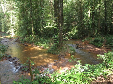 Petit ruisseau sur le chemin de Cacao où s ébattent des Corydoras et des Characidés.