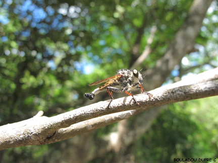 Ommatius dignus (robber flies)