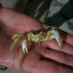 Ocypode quadrata (crabe fantôme).