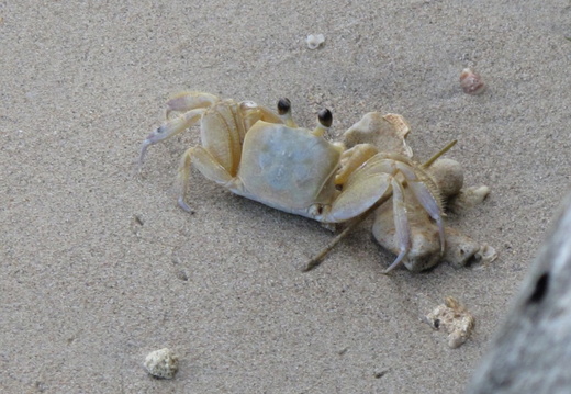 Ocypode quadrata (crabe fantôme)